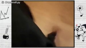 Собака собирается на дачу.