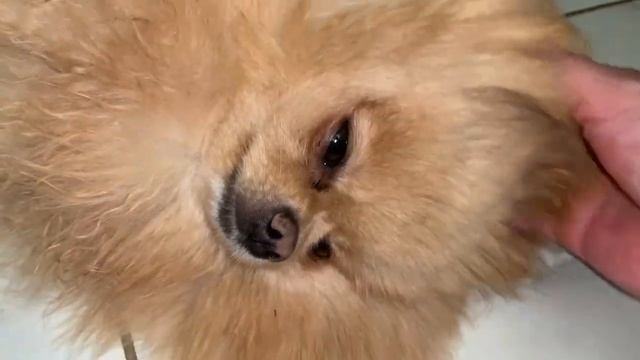 Донечка сейчас мало снимается. смотреть онлайн