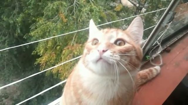 Рыжий кот видео прикол смотреть онлайн