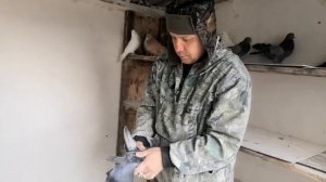 🇷🇺ПОКАЗ КУПЛЕННЫХ НИКОЛАЕВСКИХ ГОЛУБЕЙ ОТ РОМЫ ДОНЕЦКОГО (2ч).🇷🇺