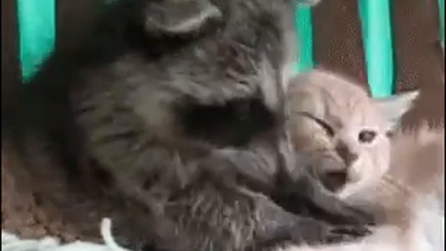 Немного увлекся смотреть онлайн