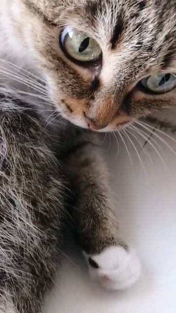 Не жизнь просто песня! #котики #озвучка #приколы #юмор #cat смотреть онлайн