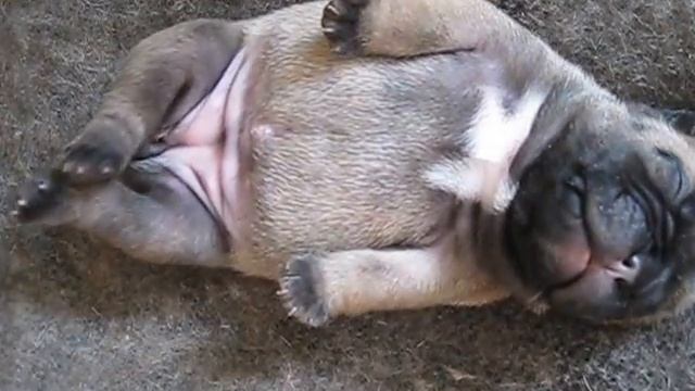 Щенки французского бульдога. Французский бульдог приколы смотреть онлайн