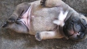 Щенки французского бульдога. Французский бульдог приколы