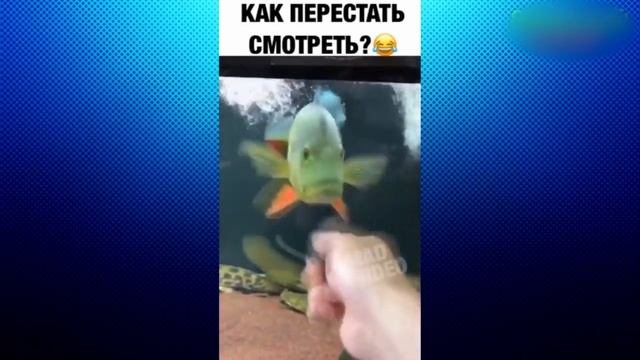 НЕЖДАНЧИК! ЛУЧШИЕ СМЕШНЫЕ МОМЕНТЫ l НЕ ДЕТСКИЕ ПРИКОЛЫ смотреть онлайн