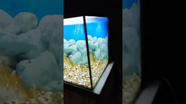 Поход на выставку рыбок и т. д. смотреть онлайн