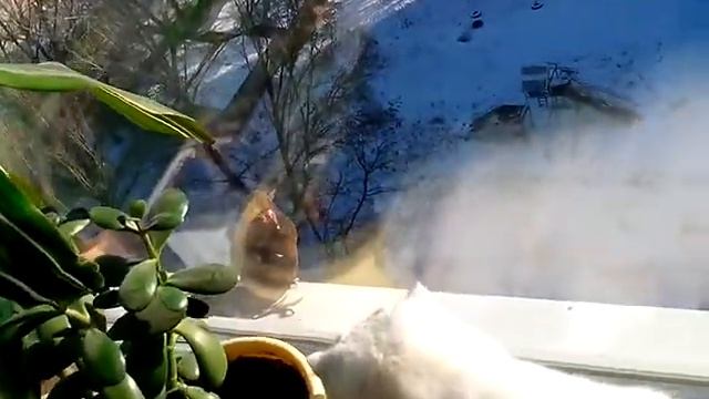 Кошка охотится на голубя. Приколы со смешной кошкой. смотреть онлайн