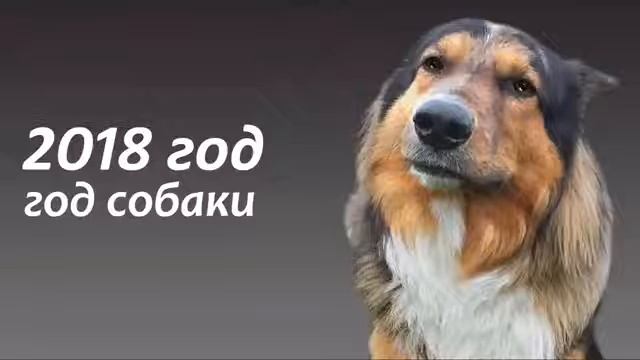 Поздравления от собачек смотреть онлайн