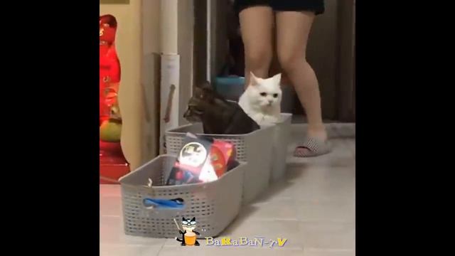 🐈Мега смешные кошки!😺 Подборка приколов с котами и кошками!😺 смотреть онлайн