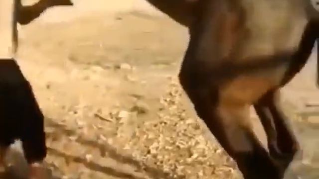 делай эту управление 2 раза в день и спина не будет болеть 😂 смотреть онлайн