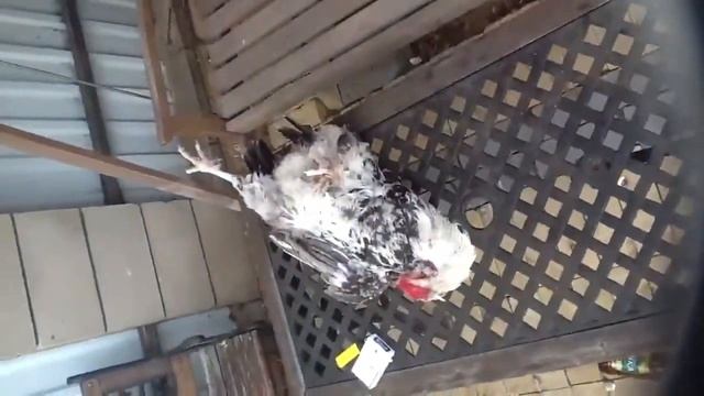 Прикол с петухом смотреть онлайн