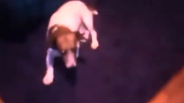 cani e gatti divertenti (смешные собаки и кошки) 3 смотреть онлайн