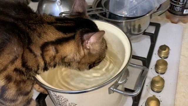 Смешной кот 🐯 хозяйничает на кухне 🍳🍴 Funny cat смотреть онлайн