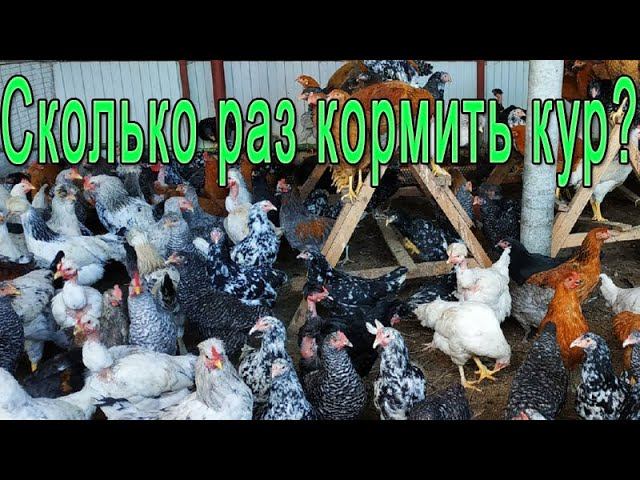 Кормление кур || Какая норма для кур несушек? смотреть онлайн