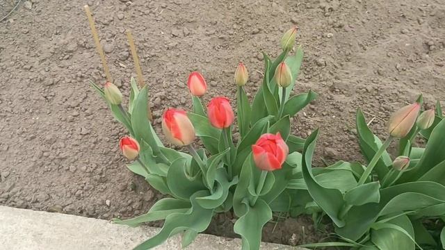 ВСЕ ЦВЕТЕТ НА МОРОЗЕ / А ВЫ ТАК САЖАЕТЕ ЧЕСНОК?