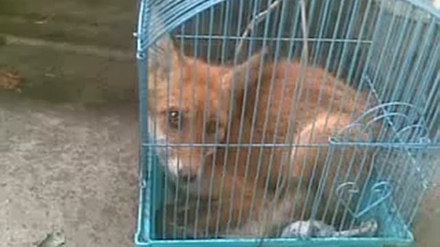 Прикол Лис смотреть онлайн