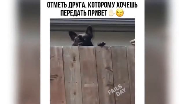 Приколы с котами,собаками и другими животными #4 смотреть онлайн