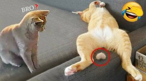 СМЕШНЫЕ КОШКИ И СОБАКИ 😹  СМЕШНЫЕ ЖИВОТНЫЕ 😹 ЛУЧШИЕ ПРИКОЛЫ С ЖИВОТНЫМИ 😹  Я РЖАЛ ДО СЛЕЗ 😹