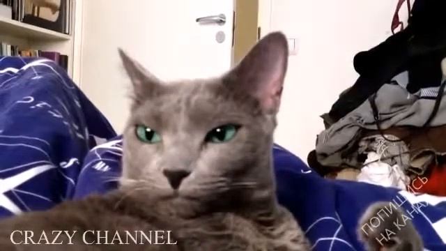 Подборка Лучшие Приколы И Неудачи 2015 BEST FAIL Compilation 2015 #89 смотреть онлайн