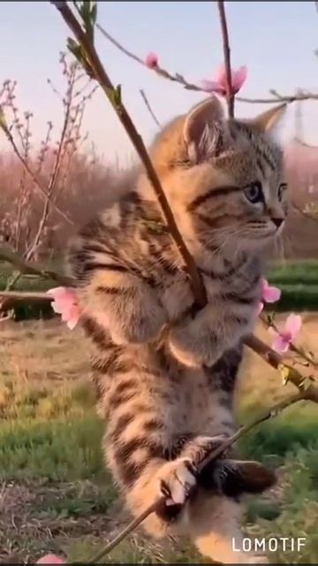 Смешной котик. Доброе утро! смотреть онлайн