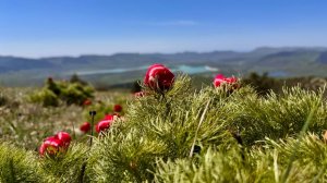 БАЙДАРСКАЯ  ДОЛИНА. ДИКИЕ ПИОНЫ НА ГОРЕ БЕЧКУ-КАЯ. Крым 2025.