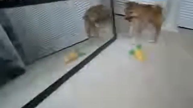 Прикольные собаки Первый раз у зеркала смешные собаки Смотри прикол! смотреть онлайн
