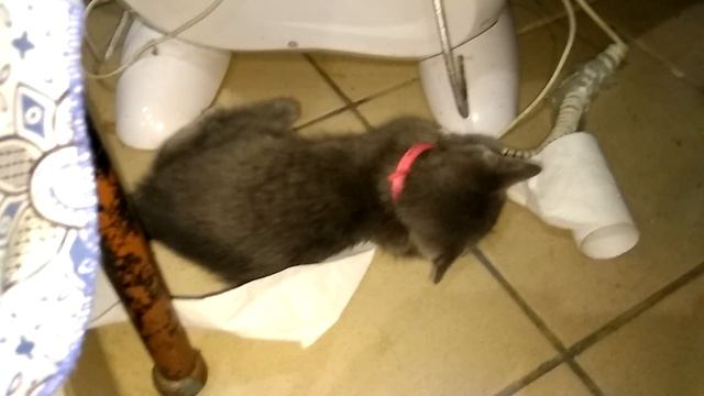 Не по дням умный котенок. 20. Дымкины забавы. смотреть онлайн
