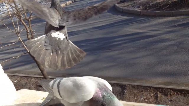 Смешные Птицы смотреть онлайн