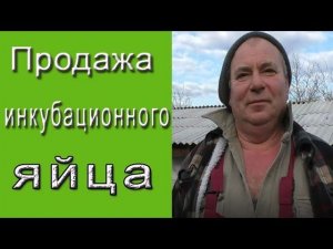 Продажа инкубационного яйца.  Инкубационное яйцо Краснодарский край