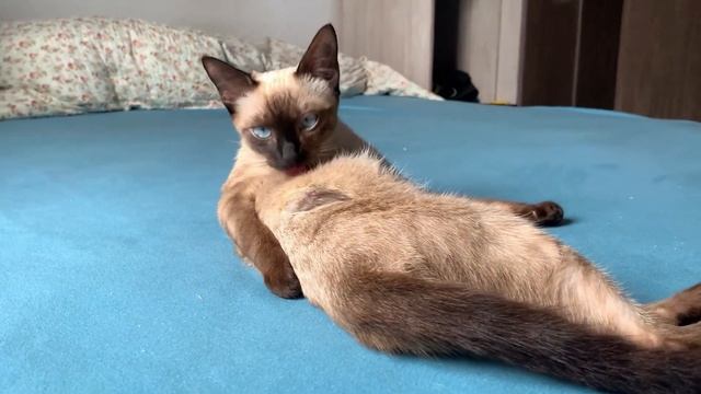 Смешное мимишное видео про кошек котиков котят под весёлую музыку смотреть онлайн