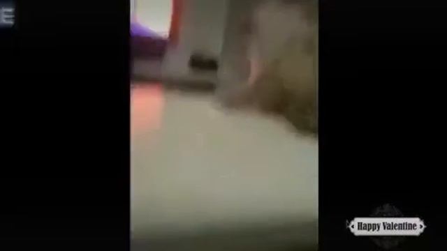 Приколы с котами с озвучкой кот на сцене смотреть онлайн