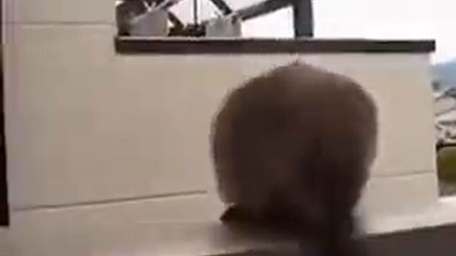 5 сек хаха прикол смотреть онлайн