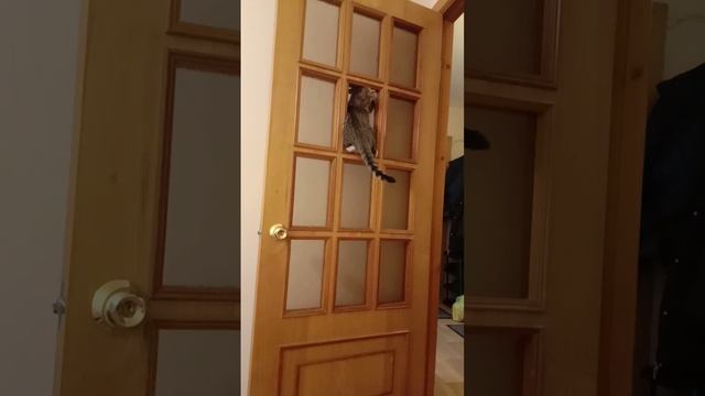 Кот лазает по дверям
