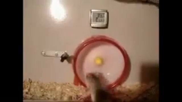 Смешные видео про хомяков Погоня Смешные хомяки D смотреть онлайн