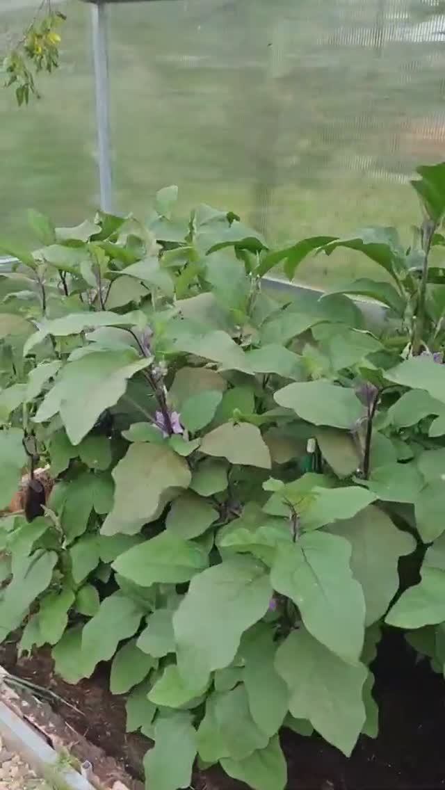 БРОСИЛА МОСКВУ ЖИВУ НА ДАЧЕ смотреть онлайн