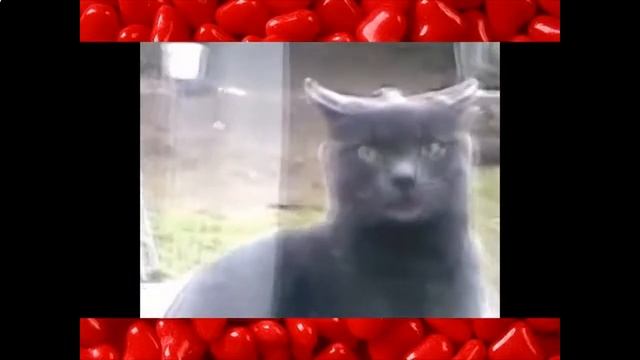 Очень смешной кот Самое интересное смотреть онлайн