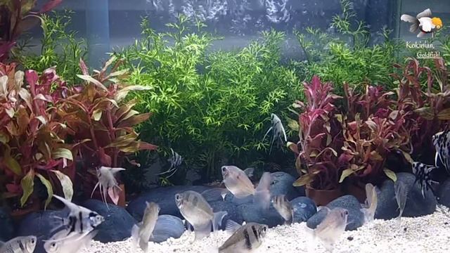 New Home for Black Tetra Fish (Glofish) and Manfish, enjoy! | KOKINIAN GOLDFISH смотреть онлайн