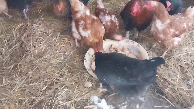 Снова пришла зима! 🤭 смотреть онлайн