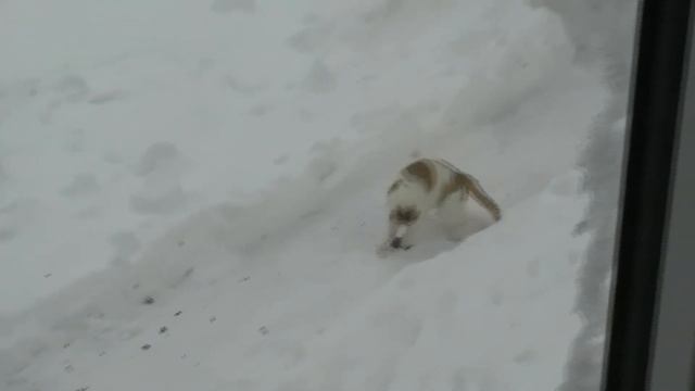 Птичку жалко смотреть онлайн