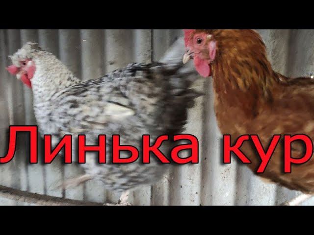 Как ускорить линьку у кур? Сколько длится линька