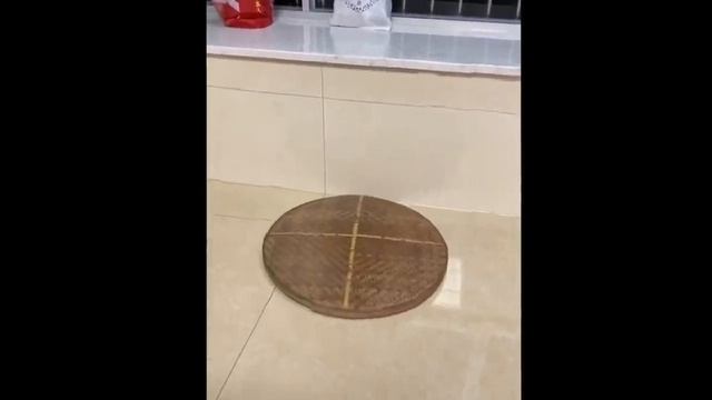 приколы людей и животных 3 смотреть онлайн
