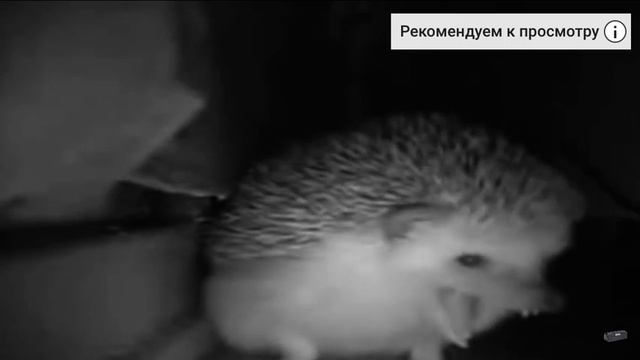 Ежик просто чихнул а из него сделали Мем смотреть онлайн