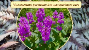 Малоуходный сад. Многолетние травянистые растения для неприхотливого сада.