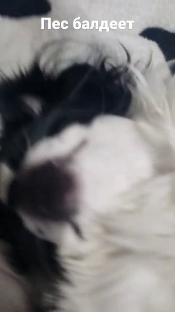 собачка балдеет, сидит кайфует, словил кайфы смотреть онлайн