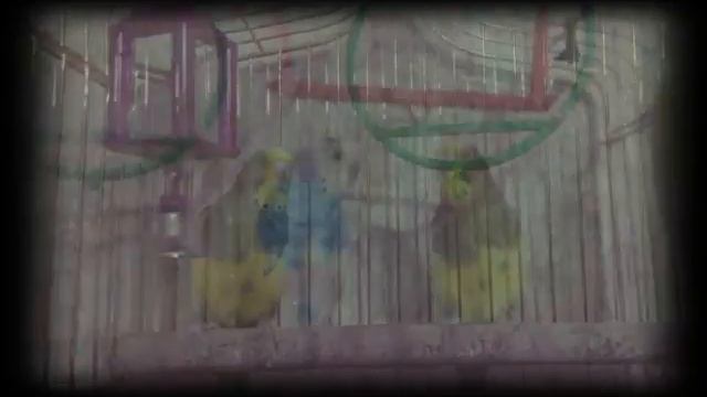 Весёлые попугаи смотреть онлайн