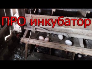 Можно ли самому сделать инкубатор?
