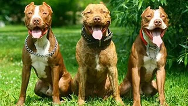 Питбуль не собаки это убийца! смотреть онлайн