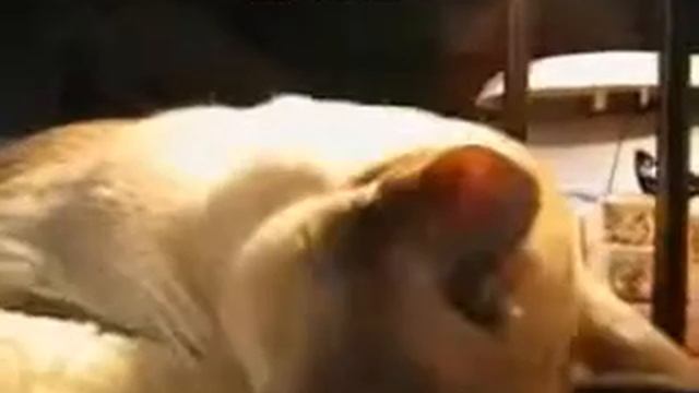 Самый короткий прикол про кота смотреть онлайн