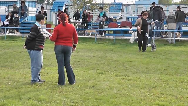 Выставка собак Днепр смотреть онлайн