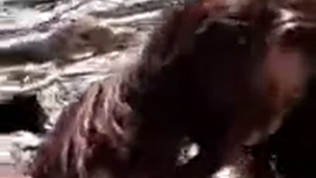 Русалка смотреть онлайн
